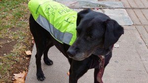«La Jefa», la perra policía que patrulla el centro de Neuquén y hace amigos