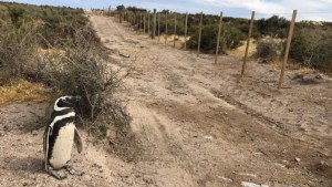 Lo imputaron por la destrucción de 175 nidos de pingüinos en un campo cercano a Punta Tombo