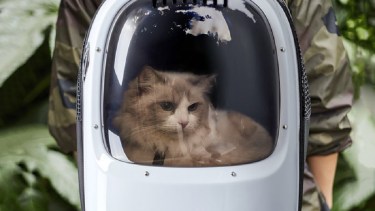 Las mochilas para gatos se empezaron a ver hace no mucho por redes sociales. 