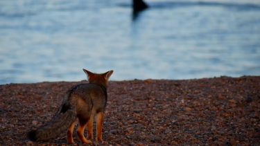 Maravillas de la naturaleza en Puerto Madryn: el zorro observa a la ballena. Fotero Patagónico.
