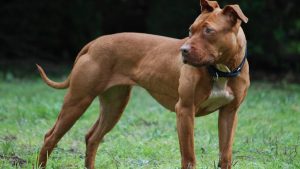 Dos pitbulls atacaron a una mujer en Centenario: un vecino la ayudó a escapar