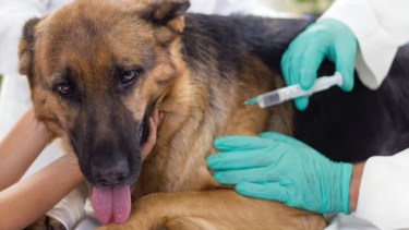 Regina tendrá un centro de atención para mascotas. Foto Archivo.