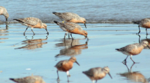 Imagen de Increíble: avistaron en EEUU a un playero rojizo en peligro de extinción anillado hace 26 años en la Patagonia