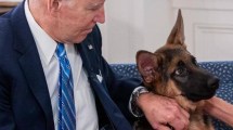 Imagen de Escándalo con el perro de Joe Biden: habría atacado al menos a 10 empleados en Washington