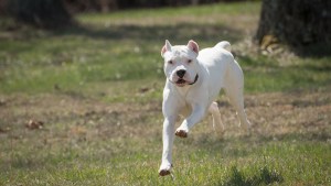 Un dogo atacó a un nene de 6 años en Mendoza y le desfiguró el rostro