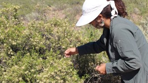 Desarrollaron una técnica para restaurar ambientes dañados por ganadería, desmontes y actividad petrolera
