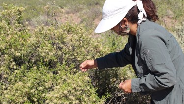 El 93 % de la superficie de la Patagonia está afectada por la desertificación. La técnica de siembre directa se desarrolló como solución