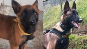 Abandonan la búsqueda de Wilson, el perro que encontró a los niños perdidos en la selva de Colombia