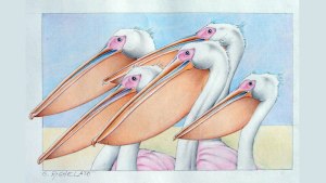 Nueva especie: identifican el primer registro fósil de pelícano para la Argentina