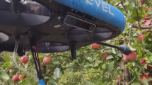 Imagen de Video: así funcionan los drones recolectores de frutas que podrían revolucionar el Alto Valle