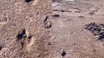 Imagen de Video: un vecino de Cipolletti fue a pescar en el Chocón y encontró huellas de dinosaurio