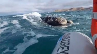 El encuentro tuvo lugar frente a la costa de Comodoro Rivadavia, y quedó registrado en un video. Foto: Captura. 