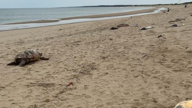 Los animales muertos aparecieron en las playas de Montevideo, Canelones, Maldonado y Rocha. 