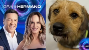 Escándalo en Gran Hermano Chile: denuncian maltrato animal y piden una expulsión