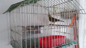 Imputaron en Viedma a un hombre por tener aves en peligro de extinción en Conesa