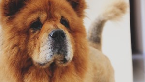 Otro ataque de un perro en Córdoba: una mujer recibe 40 puntos de sutura