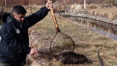 Sorpresa por la aparición de un animal poco habitual en el Nahueve: "Creemos que fue la crecida"