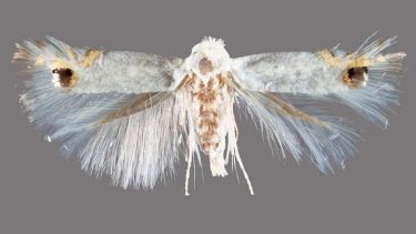 Polilla del álamo. Es una plaga minadora de hojas detectada por primera vez en Chile.