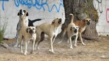 Imagen de A un mes del brutal ataque de una jauría de perros, la joven de Allen sigue luchando por su vida