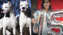 Imagen de El duro relato del vecino que apuñaló a los dos dogos en Córdoba: «Me siento mal»