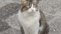 Imagen de Buscan desesperadamente a «Lulu», una gatita querida por los pacientes de una clínica en Roca