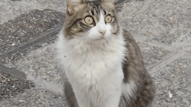Buscan a Lulu, la gatita de la Clínica Roca. Foto: gentileza