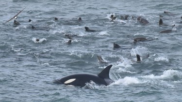 Las orcas se alimentaron el sábado pasado en la reserva Punta Bermeja, en el Camino de la Costa de Río Negro. Fotos: Guarda ambiental Fernando Mariño