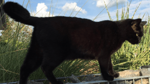 Pépito the cat: el animal que mantiene en vilo a twitter con sus excursiones