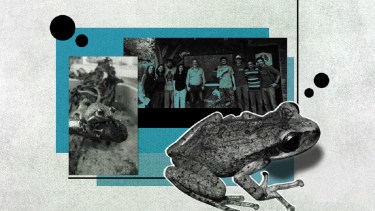 La rana marsupial de Tucumán y Catamarca, una especie en peligro de extinción. Intervenido por Marisol Echarri.