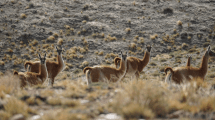 Imagen de Qué pasa con los guanacos en el sur de Neuquén