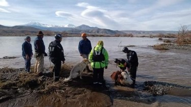 Salvan a más de 70 animales en un dramático rescate, tras la crecida del río Neuquén