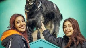 Para celebra su éxito en redes, Vilma, la cabra famosa, hará una fiesta de disfraces en Neuquén