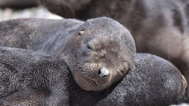 Las crías de lobos marinos en su siesta. Foto: Fernando Mariño.