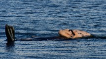 Imagen de La bebé ballena «a upa»: el video más tierno en una playa de Puerto Madryn