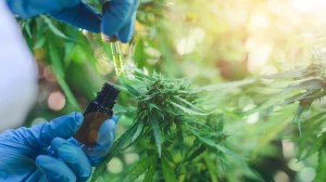 Llega a Roca el Festival Cultural 420, que fomenta la cultura cannábica