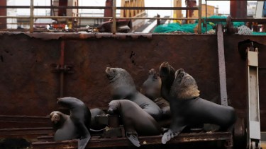 Los lobos marinos forman parte del paisaje del Puerto SAE. Aquí  se los ve descansando en el pontón flotante del muelle . En Punta Villarino se halló el primer lobito muerto por gripe aviar  // Foto: Marcelo Ochoa