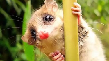 Monito del Monte. 