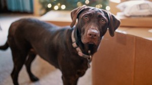 ¿Qué les sucede a los perros cuando inclinan la cabeza hacia un lado al escuchar ciertas palabras?