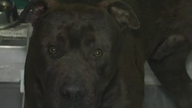 El pitbull baleado en Rosario recibió el alta. 