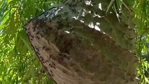 Una especie de avispas poco común apareció en Fernández Oro: de qué se trata