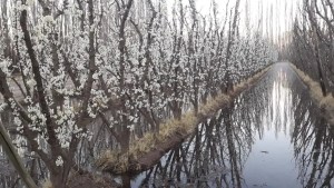 Heladas en el Alto Valle para este miércoles por el ingreso de aire frío: los peores horarios