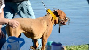 Cuidados a tener en cuenta con perros considerados peligrosos