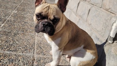 Rufus es un Bulldog francés de un año y cinco meses. Foto: Gentileza.