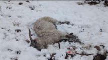 Imagen de Denunciaron que una jauría mató a más de 40 chivas en el norte de Neuquén