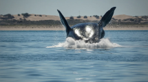 Imagen de Las Grutas: arranca el finde largo la temporada de avistaje embarcado de ballenas
