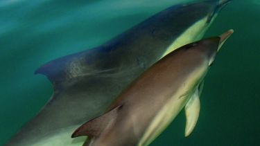 Los mamíferos marinos que habitan el ecosistema del Golfo San Matías representan parte de su biodiversidad e interaccionan con la actividad pesquera