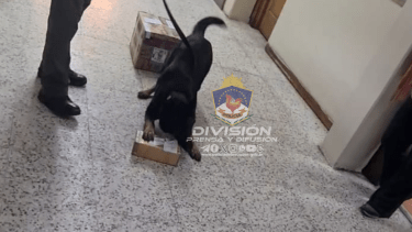 Bettina, la can detectora de la policía, encontró drogas en San Martín de los Andes. Foto: Gentileza