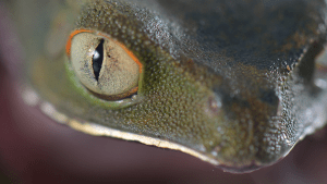 Qué es la biodiversidad: una muestra de fotos permite comprenderla