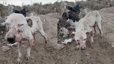 Lo rescataron en Roca y piden ayuda para encontrarle un hogar. Foto: gentileza