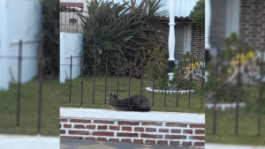 Gripe aviar: un lobo marino apareció en una casa en Monte Hermoso y se activó un protocolo